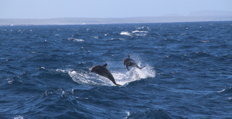 Machweg met dolfijnen