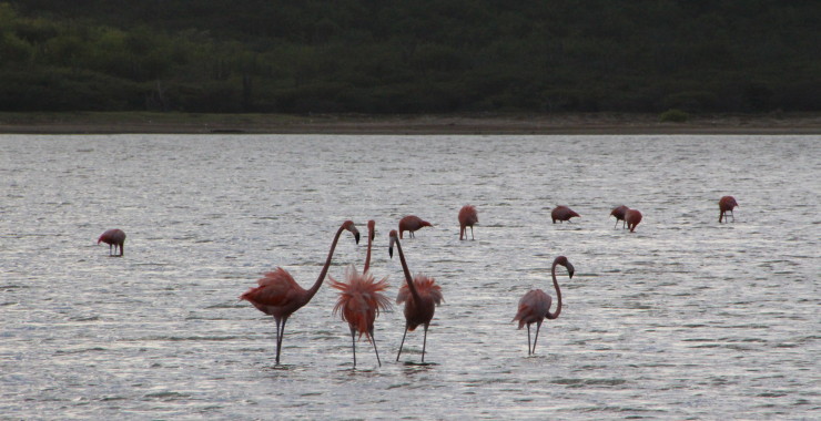 Machweg met flamingo's