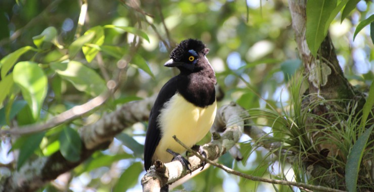 Mooie vogel Iguazu