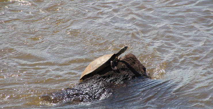 Schildpad vlak voor de afgrond