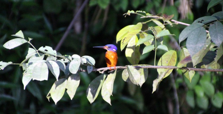 Kingfisher vogel Borneo