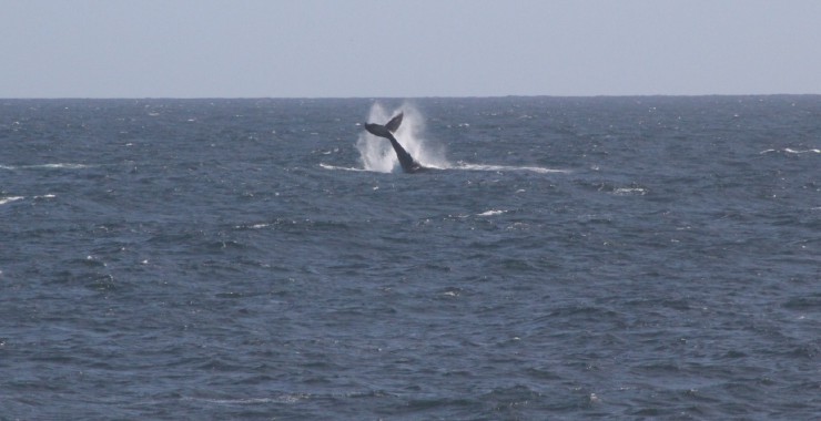 Walvis Storms River Whale Watching