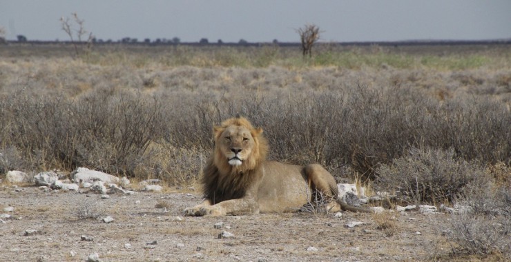 Etosha - Namibie - Leeuw in zon