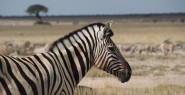 Van woestijn naar het wilde dierenrijk in noord Namibië