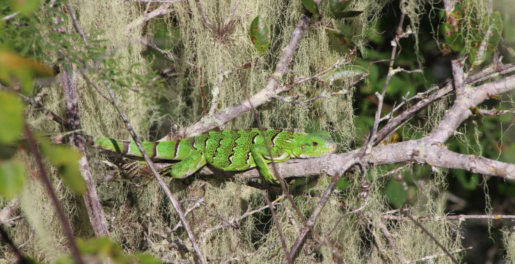 Machweg - natuur op de Christoffelberg