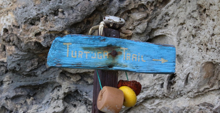 Machweg op zoek naar schildpadden