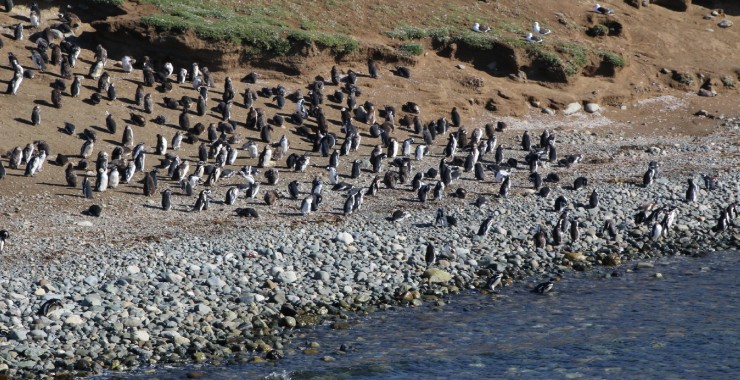 Isla de Magdalena meer pinguins