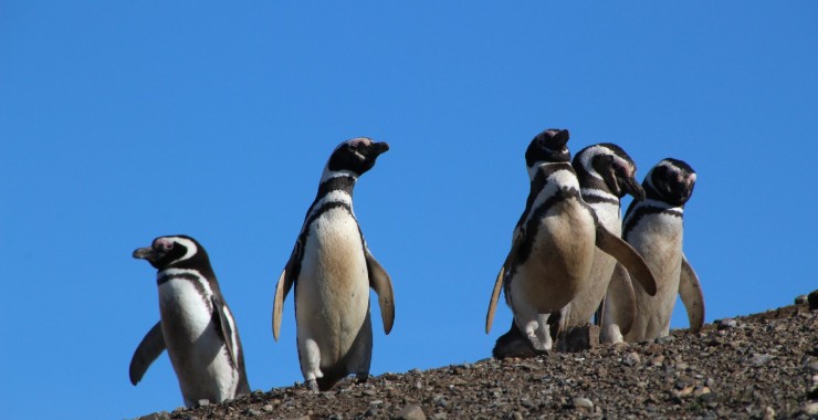 Pinguin Isla de Magdalena