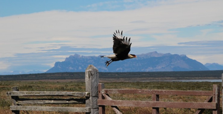 Vogel fotocursus Chris