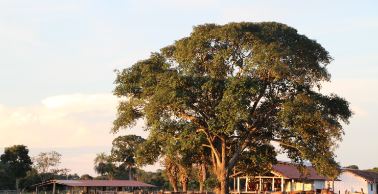 Fazenda in de Pantanal