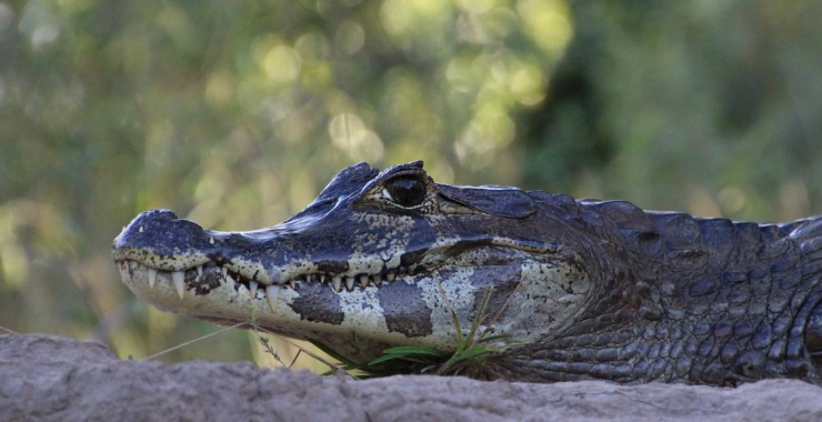 Honderden kaaimannen in de Pantanal
