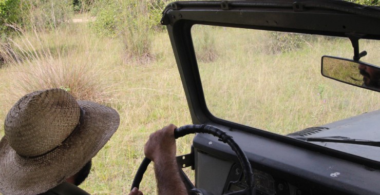 Op safari in de Pantanal