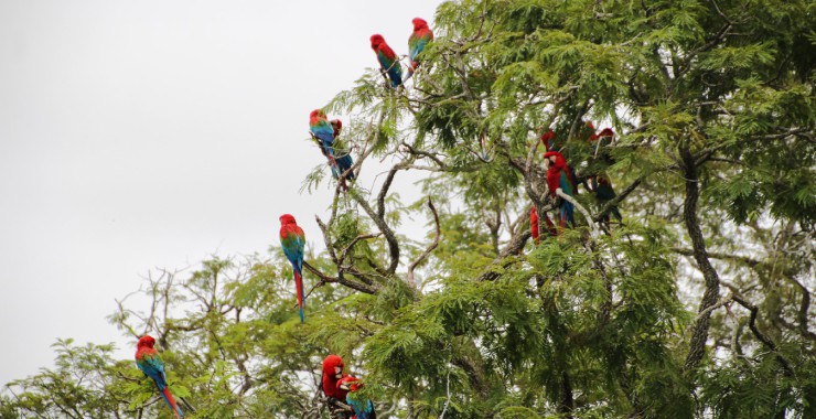 Papagaaien in de Pantanal