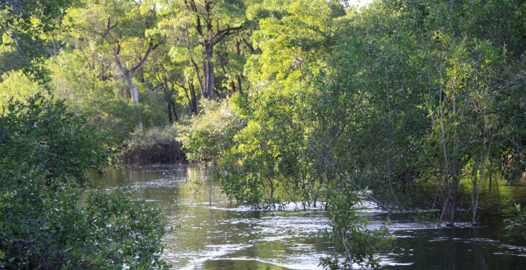 Rivieren en bos in de Pantanal