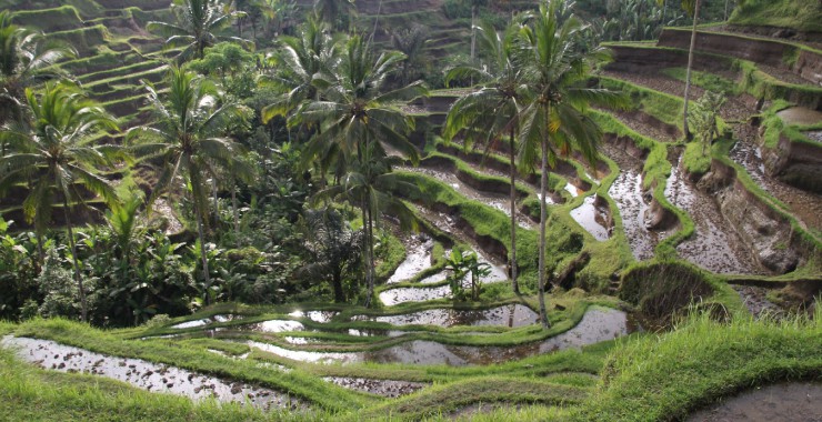 Rijstterrassen Bali