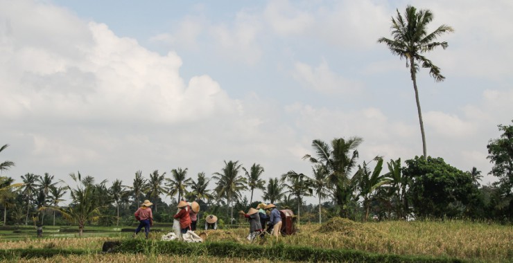 Rijstvelden Indonesie