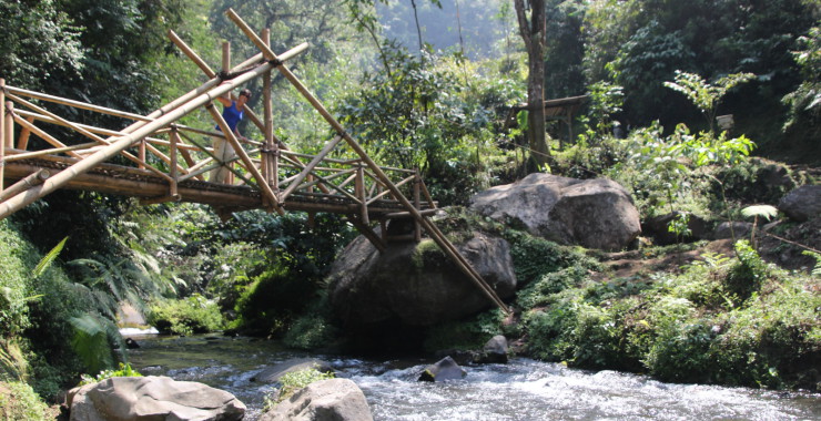 Brug riview jungle