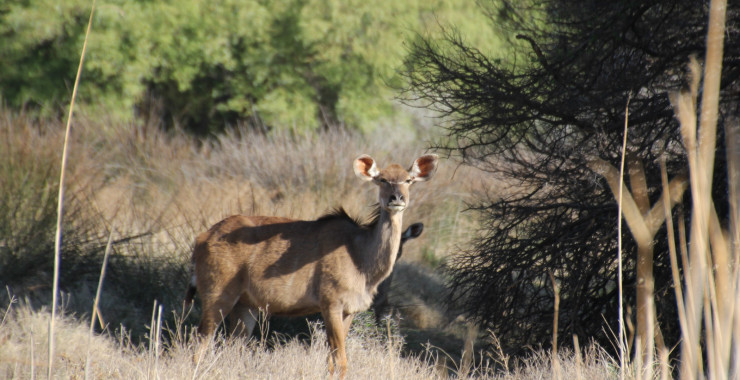 Camdeboo - betere camera nodig