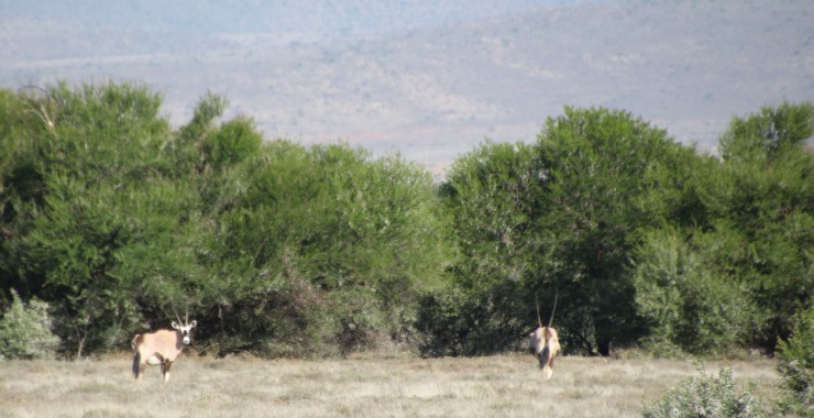 Camdeboo - Eerste beesten