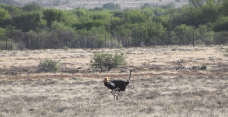 Camdeboo - Struisvogen