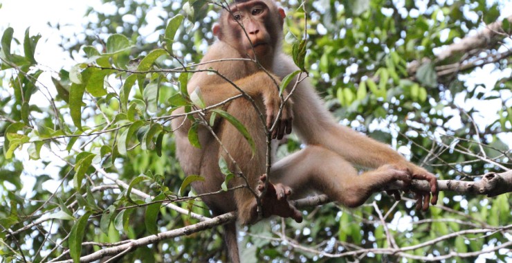 Macaque monkeys