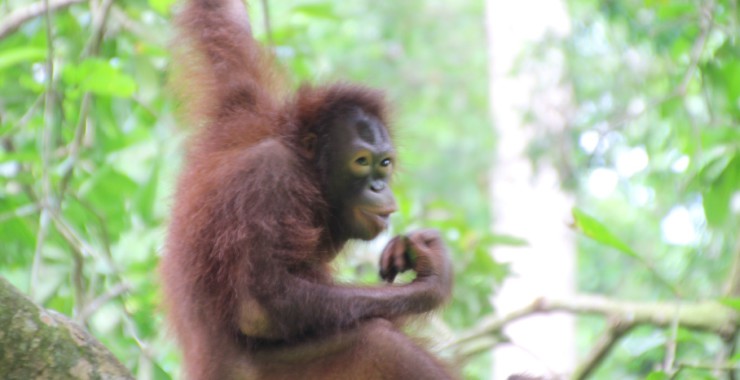 Oerang oetang Borneo