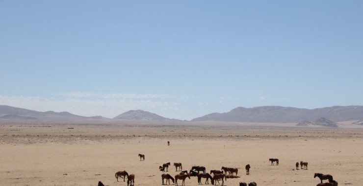 Desert Horses Klein Aus