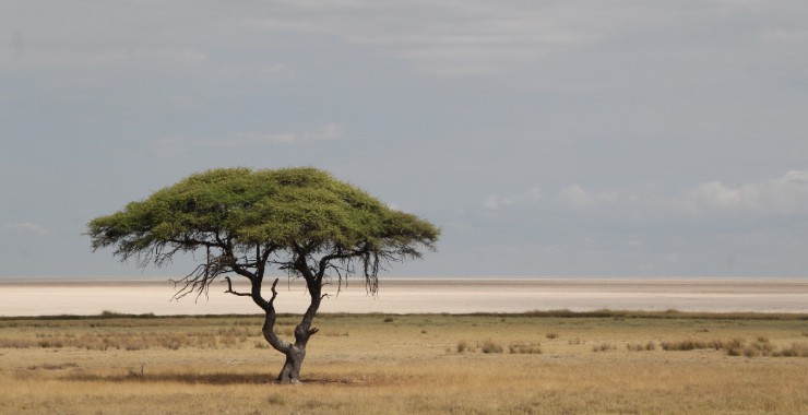 Etosha afrikaanse boom