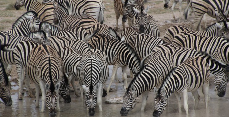 Etosha - Namibie - Drinkende zebras