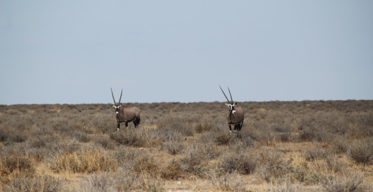 Etosha - Namibie - Gemsbokken