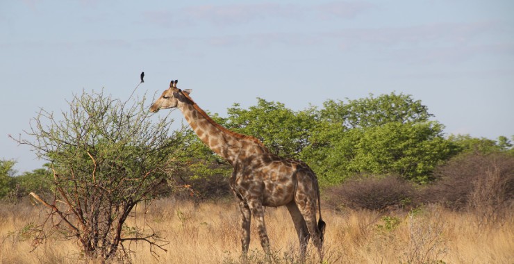 Etosha - Namibie - Giraffe in zon
