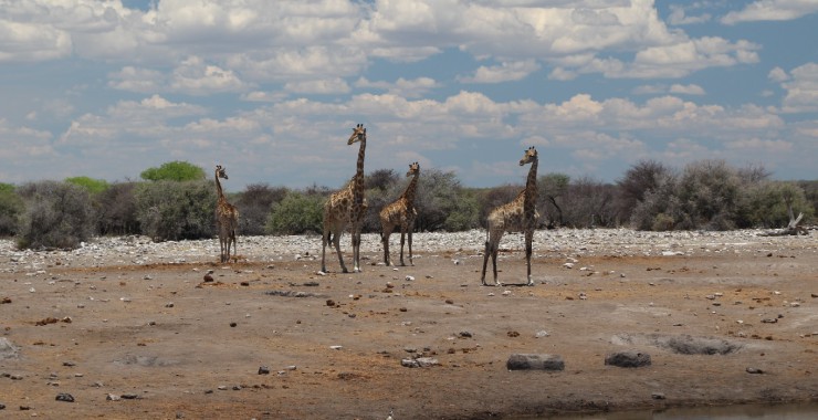 Etosha - Namibie - Giraffen bij waterplaats 1