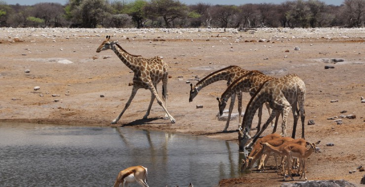 Etosha - Namibie - Giraffen bij waterplaats 2