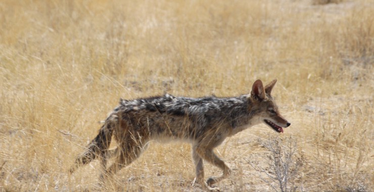 Etosha - Namibie - Hyena