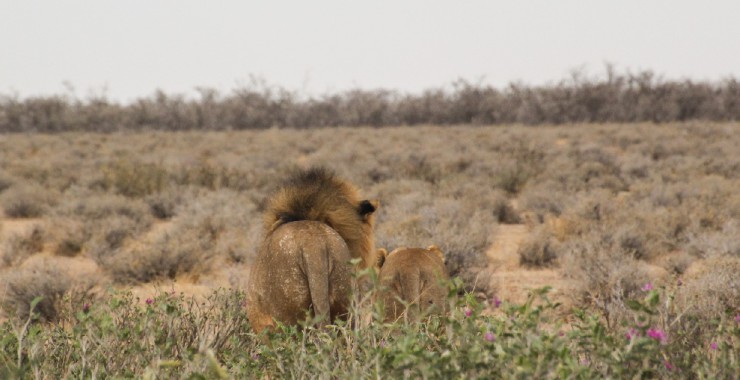 Etosha - Namibie - Kont leeuwen