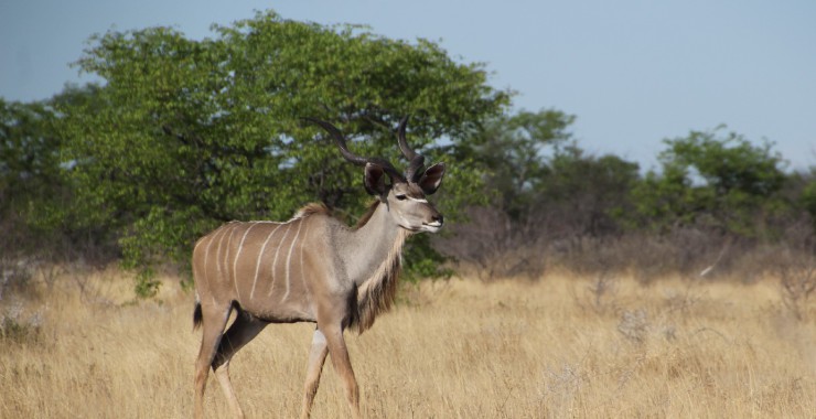 Etosha - Namibie - Kudu