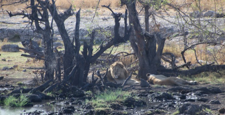 Etosha - Namibie - Leeuwen bij waterplas