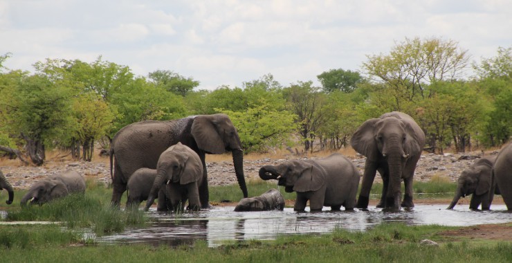 Etosha - Namibie - Olifanten