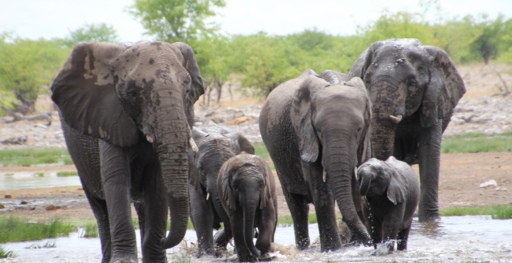 Etosha - Namibie - Olifanten komen naar je toe