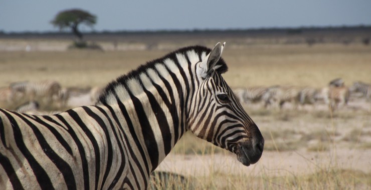 Etosha - Namibie - Zebras