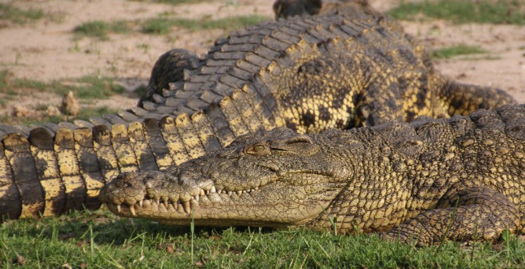 Chobe - Botswana - Krokodillen