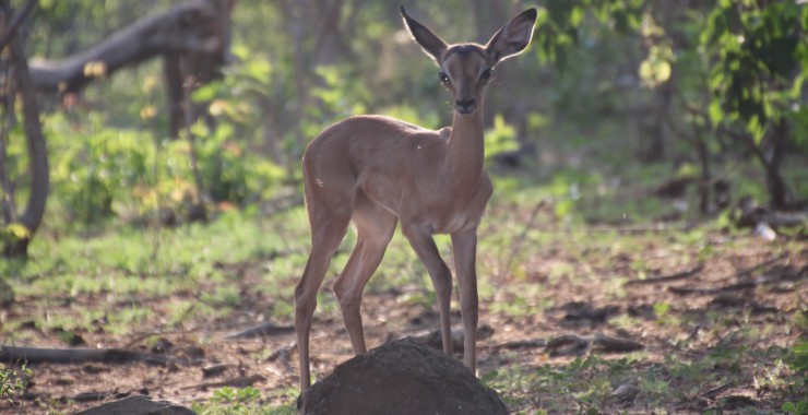 Chobe - Botswana - Morning drive