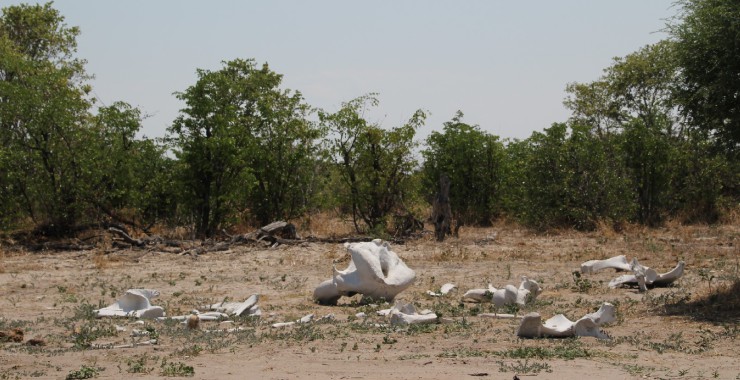 Moremi - Botswana - Botten langs weg