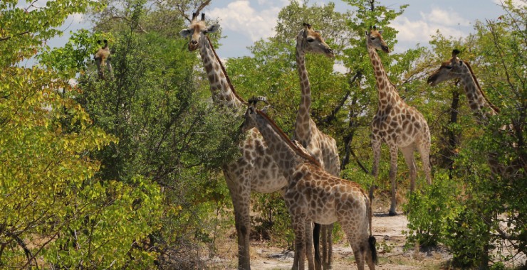 Moremi - Botswana - Giraffen