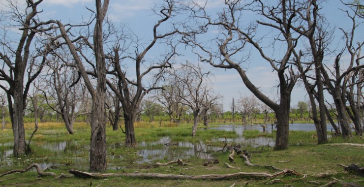 Moremi - Botswana - Okavangodelta