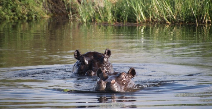 Okavangodelta - Botswana - Nijlpaarden