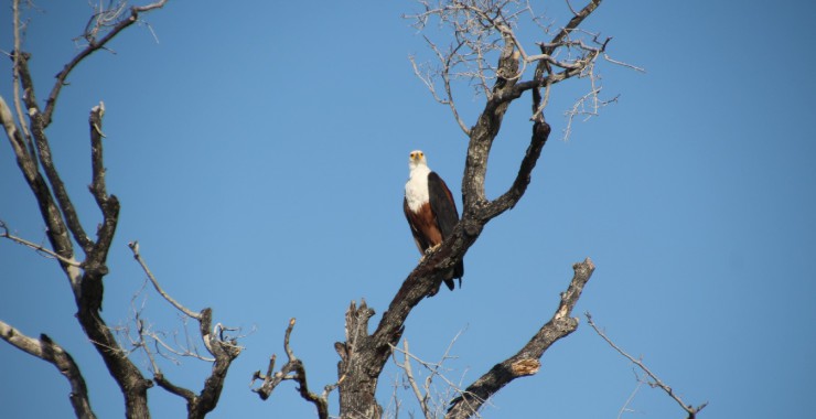 Okavangodelta - Botswana - Vogel