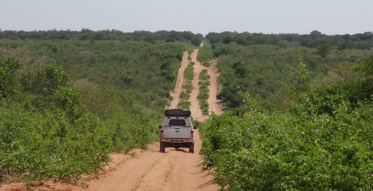 Road Savuti - Chobe