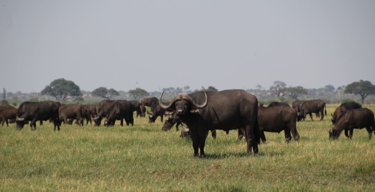 Savuti - Botswana - Buffels