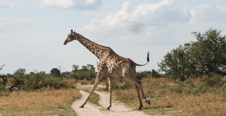 Savuti - Botswana - Giraffe